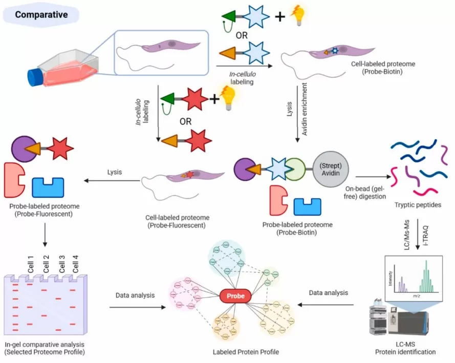 A model workflow for comparative ABPP.